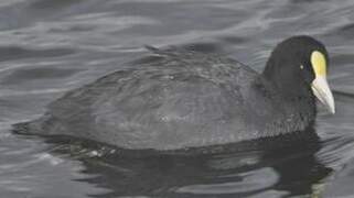 Andean Coot