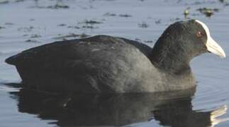 Andean Coot