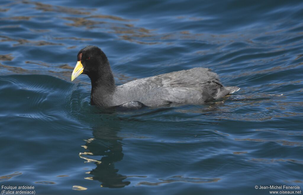 Andean Coot