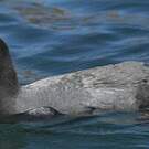 Foulque ardoisée