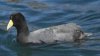 Andean Coot