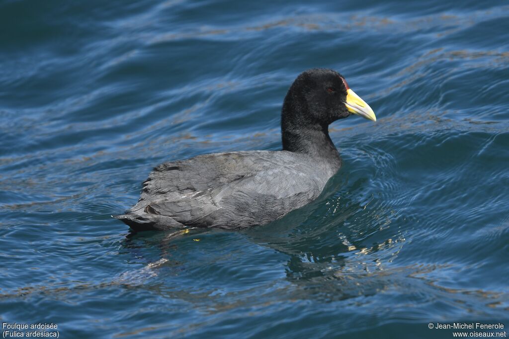 Andean Coot