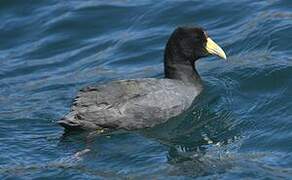 Andean Coot