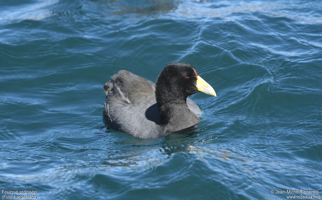 Andean Coot