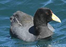 Andean Coot