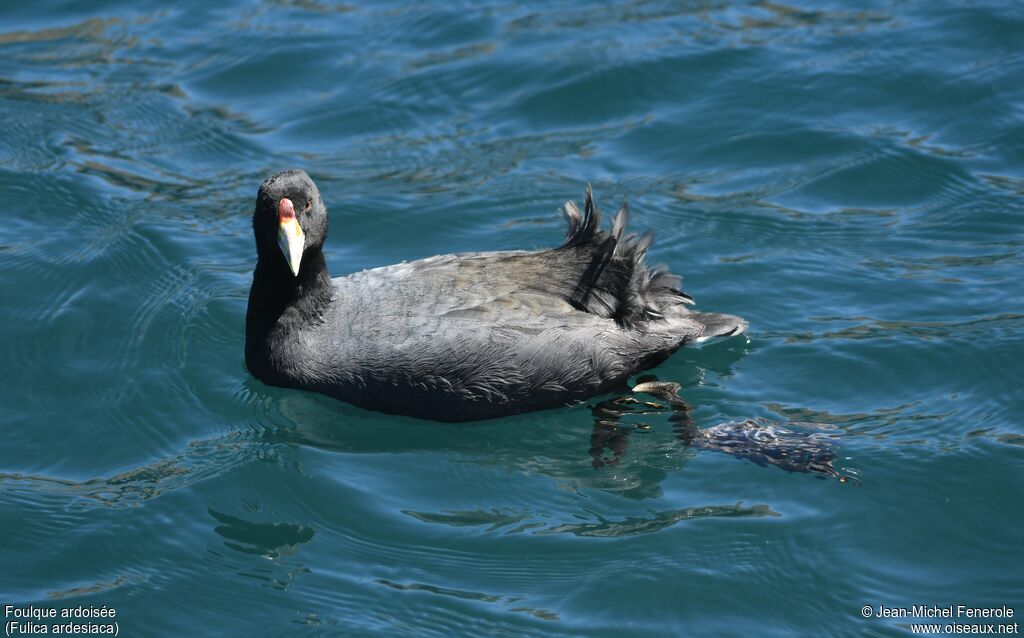 Andean Coot