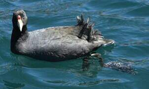 Andean Coot