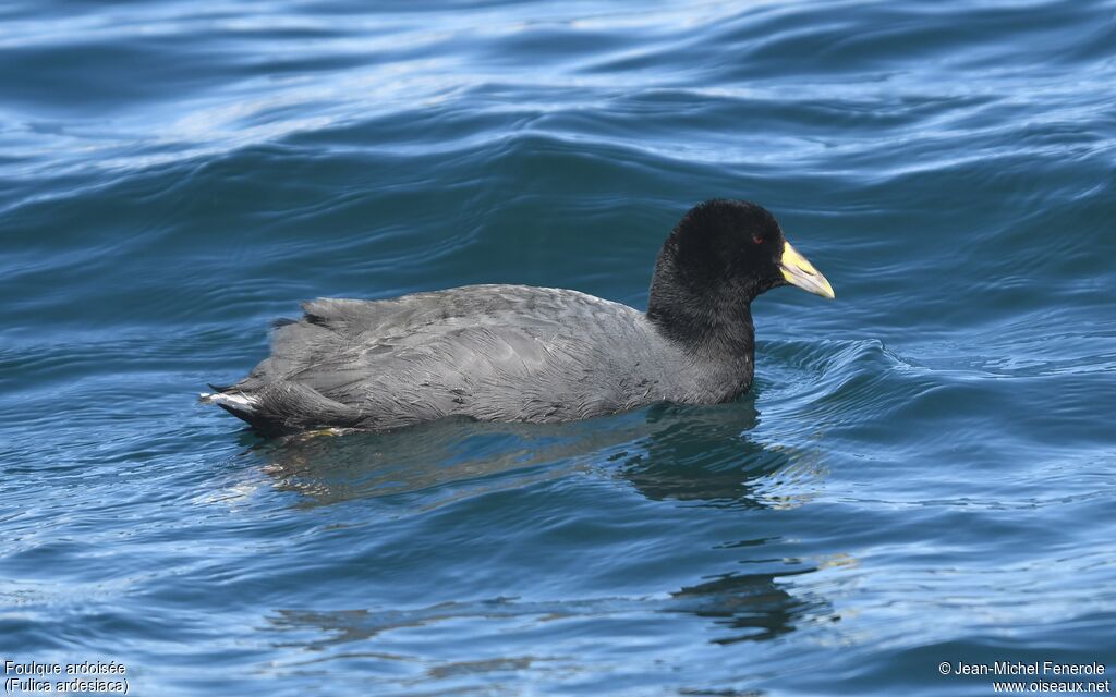 Foulque ardoisée