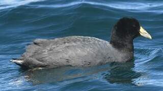 Andean Coot