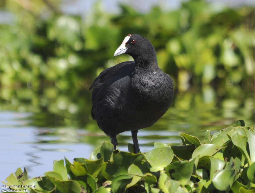 Foulque caronculéeadulte, identification