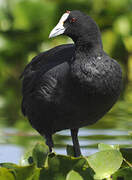 Red-knobbed Coot