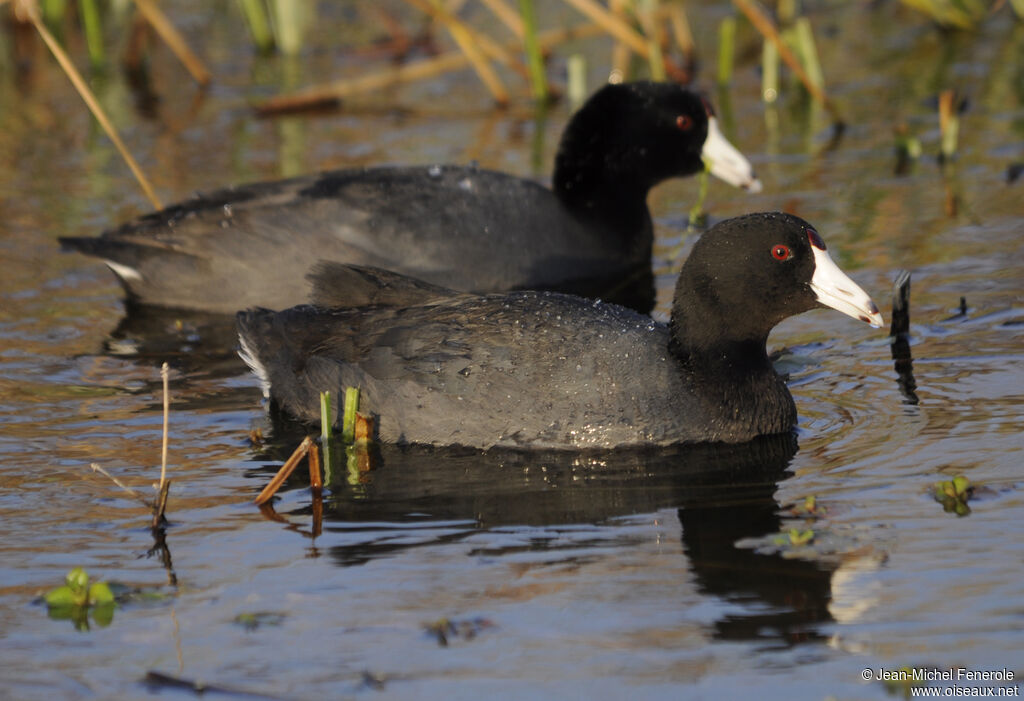 American Coot