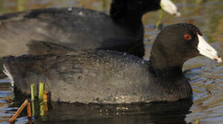 American Coot