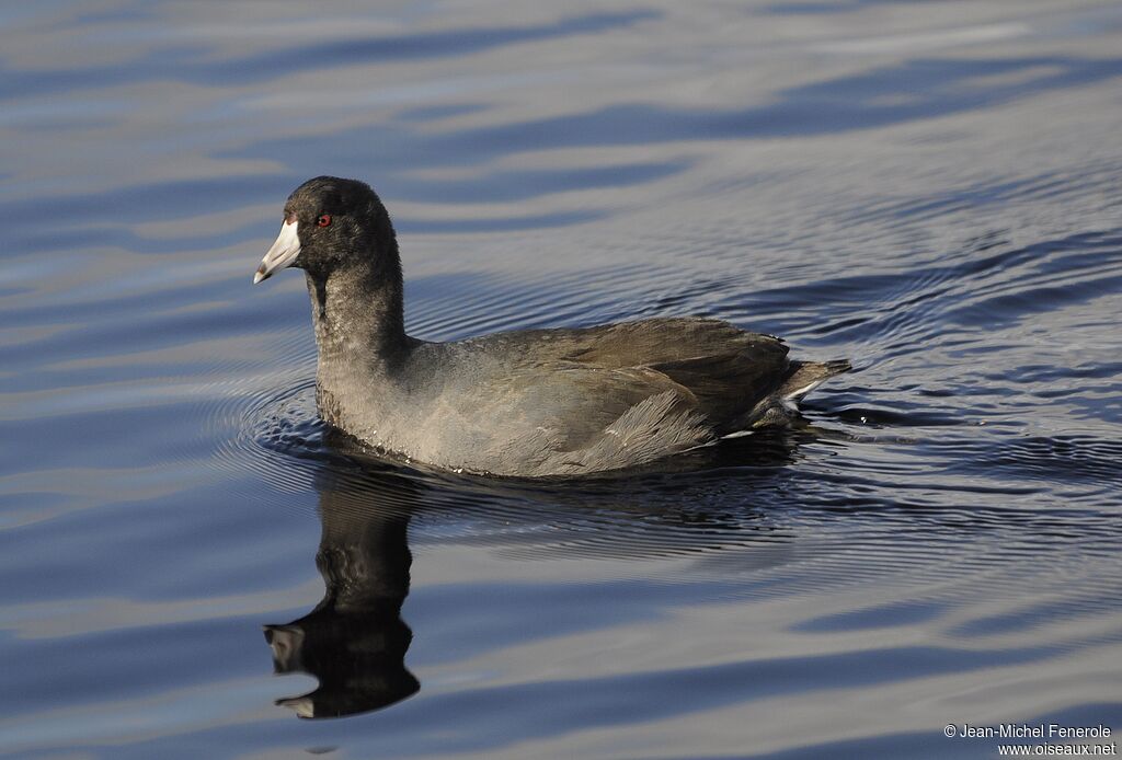 American Coot