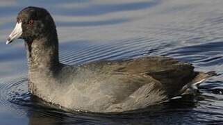 American Coot