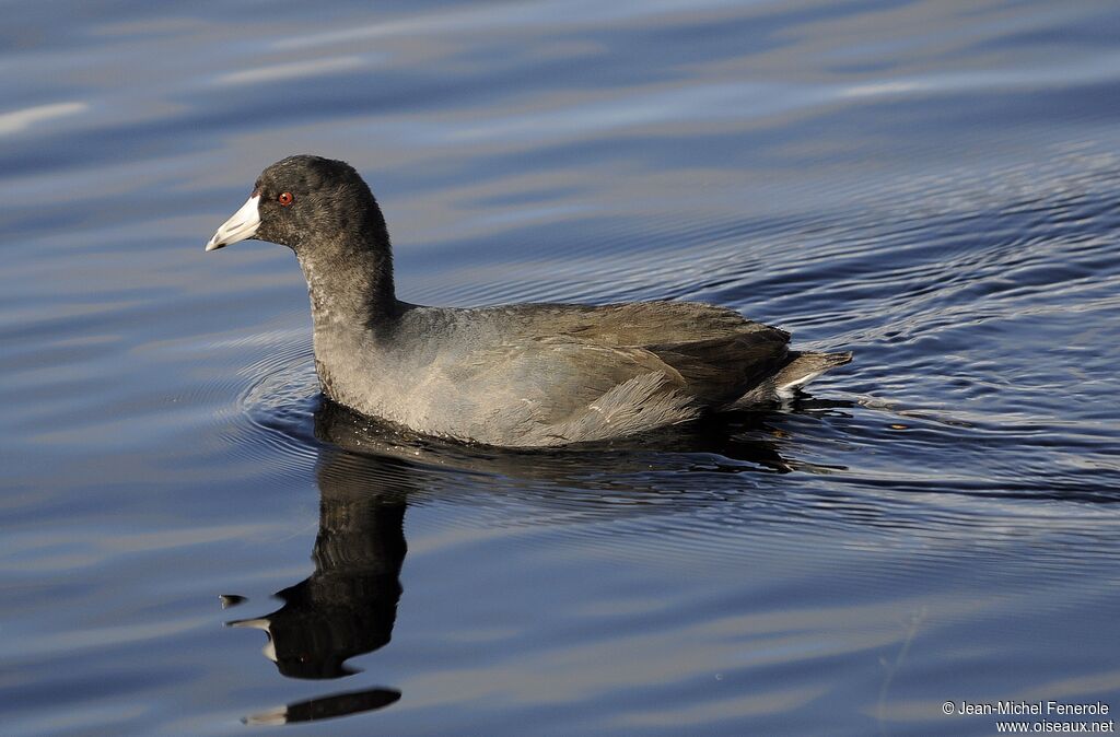 American Coot