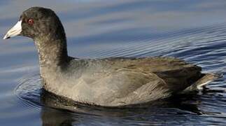 American Coot