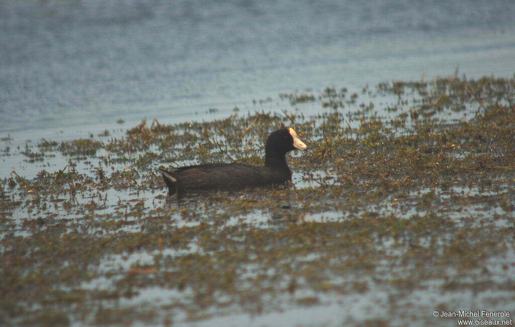 American Cootadult