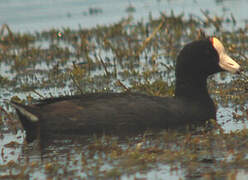 American Coot