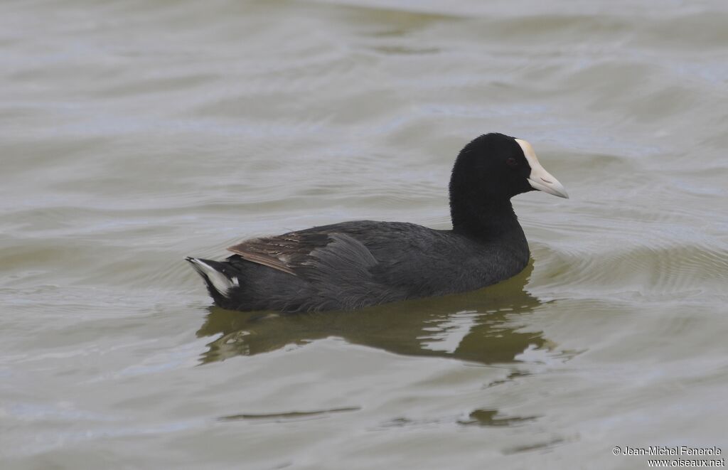 Hawaiian Coot