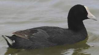 Hawaiian Coot