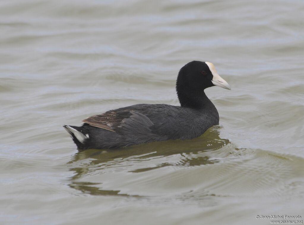 Hawaiian Coot