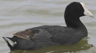 Hawaiian Coot