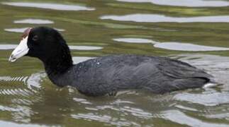 Hawaiian Coot