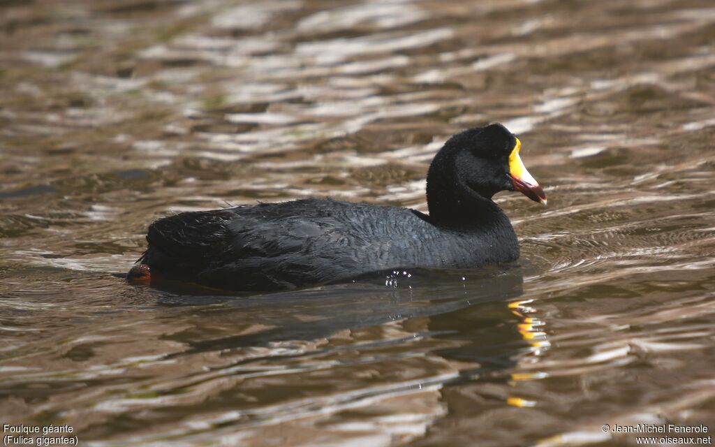 Giant Coot