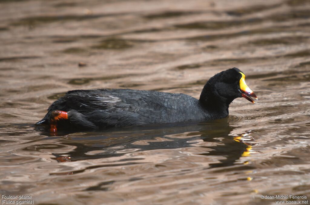 Giant Coot