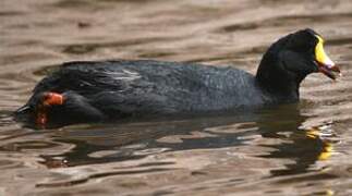 Giant Coot