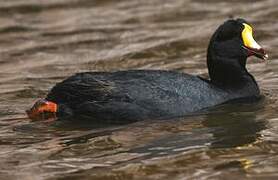 Giant Coot