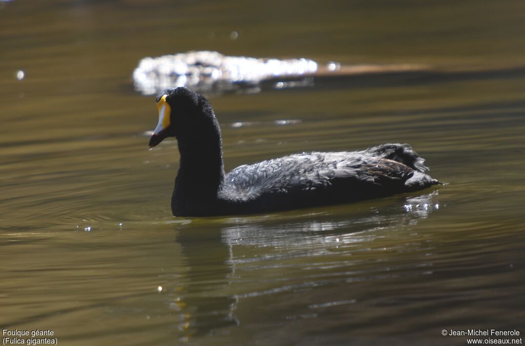 Giant Coot