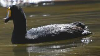 Giant Coot