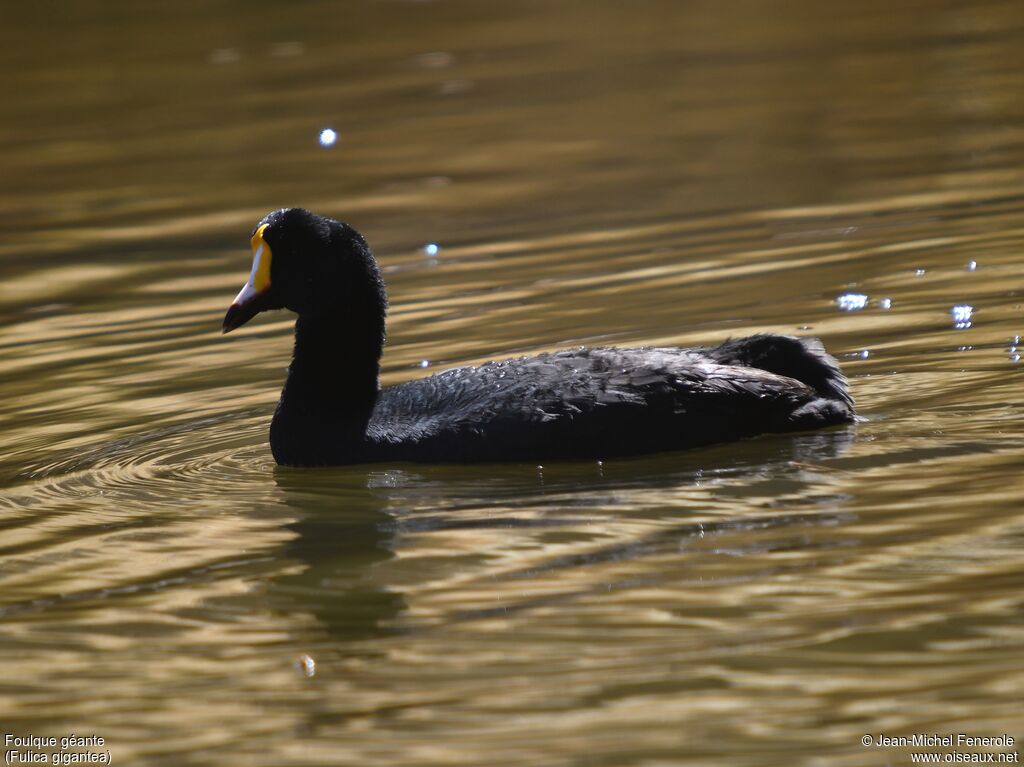 Giant Coot