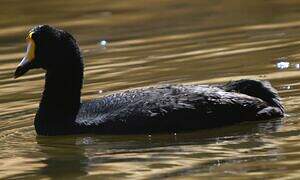 Giant Coot