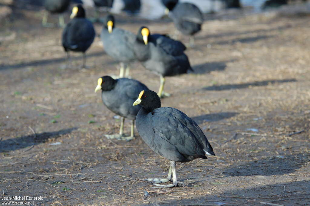 White-winged Cootadult, identification