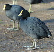 White-winged Coot