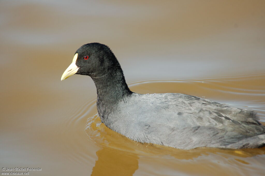 Foulque leucoptèreadulte