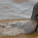 Foulque leucoptère