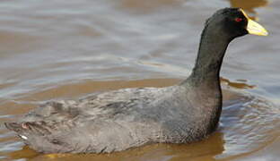 White-winged Coot