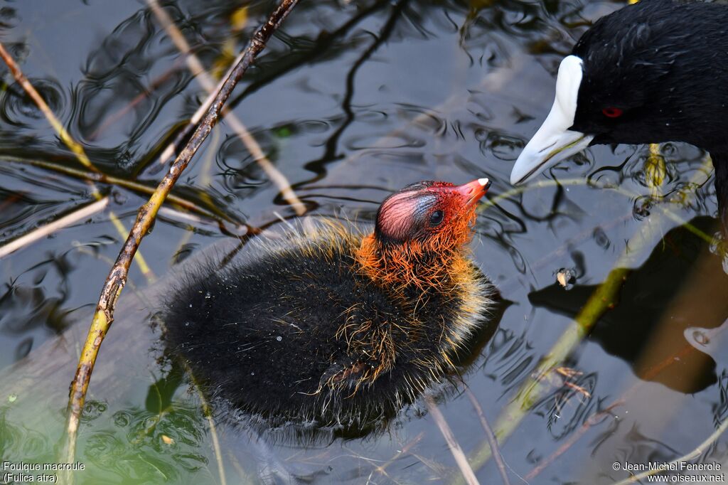 Eurasian Coot