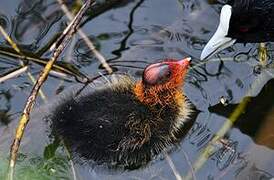 Eurasian Coot