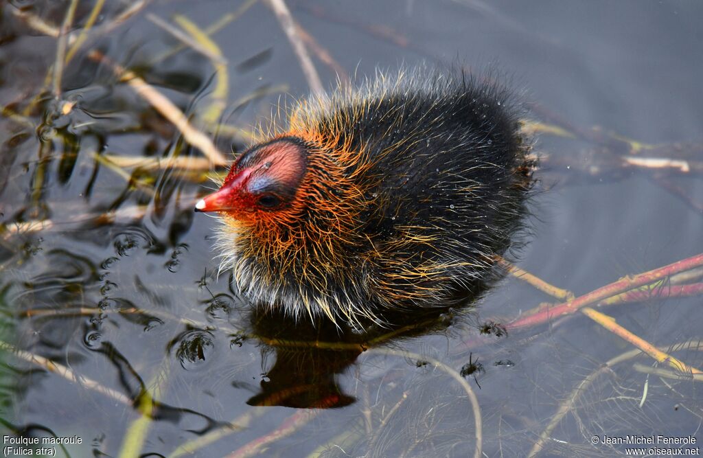 Eurasian Coot