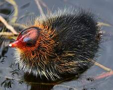 Eurasian Coot