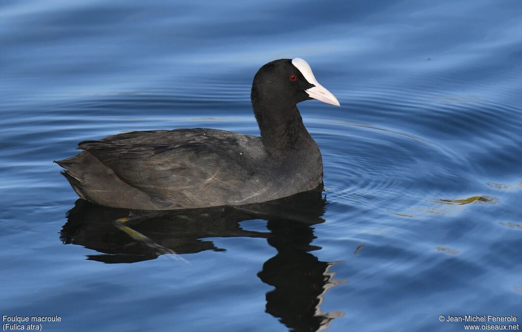 Eurasian Coot