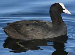 Eurasian Coot