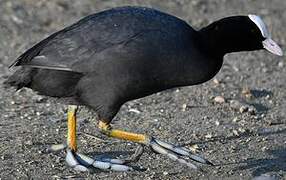 Eurasian Coot