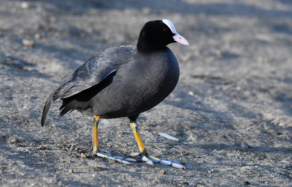 Eurasian Coot