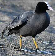 Eurasian Coot